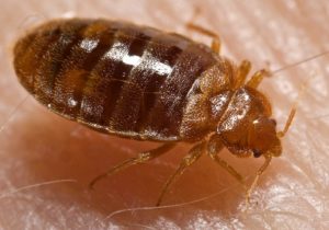 Photo of a bed bug.
