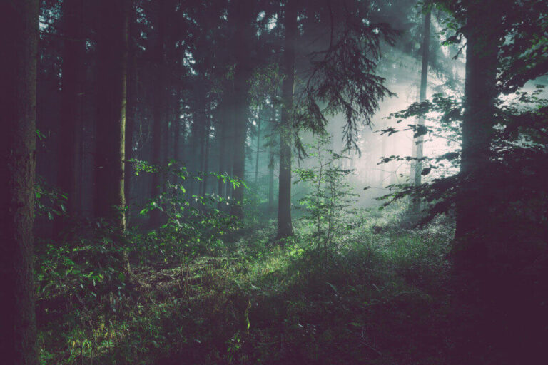 The Forest of Light